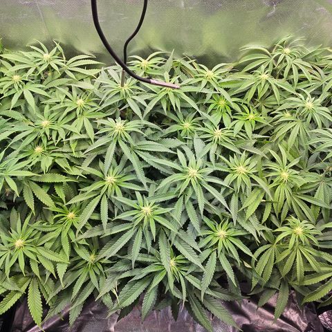 Forbidden Fruit  growlog timeline photo