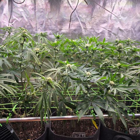 Forbidden Fruit  growlog timeline photo