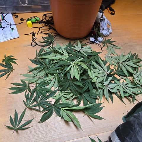 Forbidden Fruit  growlog timeline photo