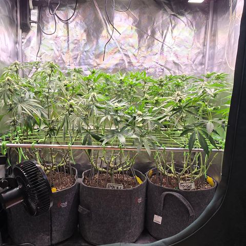 Forbidden Fruit  growlog timeline photo