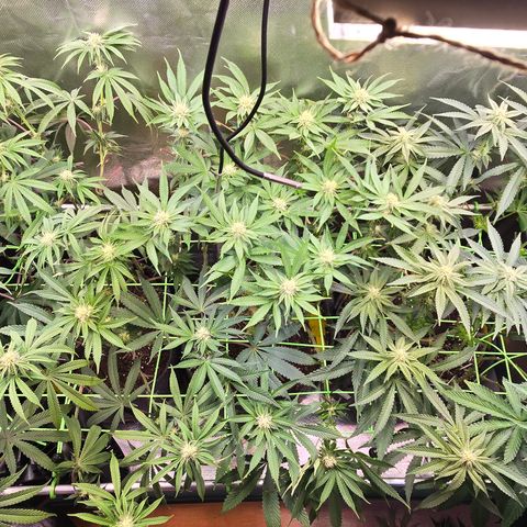 Forbidden Fruit  growlog timeline photo