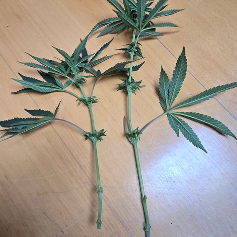 Forbidden Fruit  growlog timeline photo