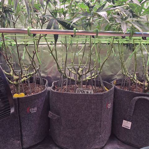 Forbidden Fruit  growlog timeline photo