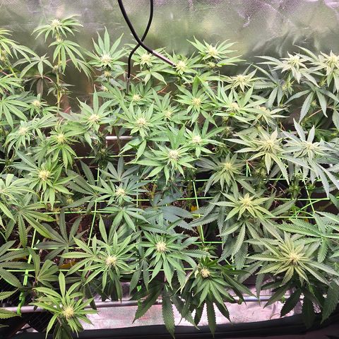 Forbidden Fruit  growlog timeline photo