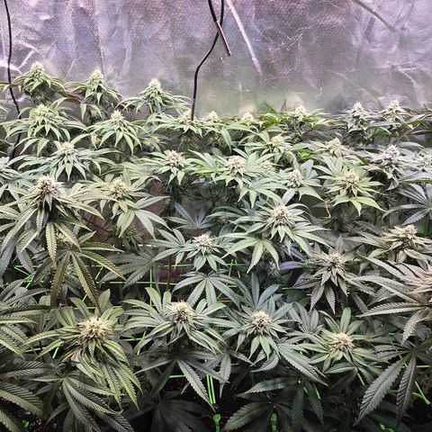 Forbidden Fruit  growlog timeline photo