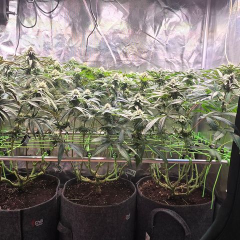 Forbidden Fruit  growlog timeline photo