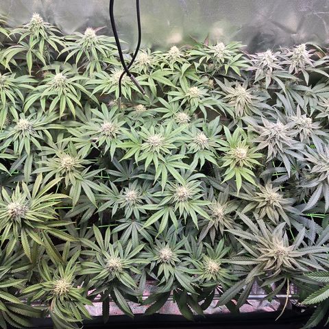 Forbidden Fruit  growlog timeline photo