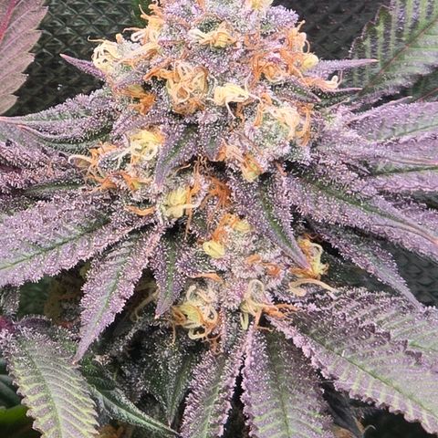Forbidden Fruit  growlog timeline photo