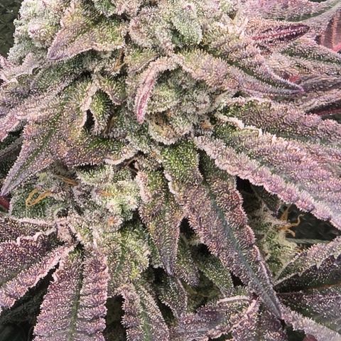 Forbidden Fruit  growlog timeline photo