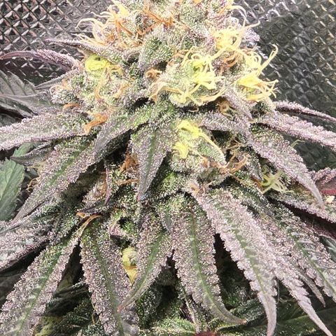 Forbidden Fruit  growlog timeline photo
