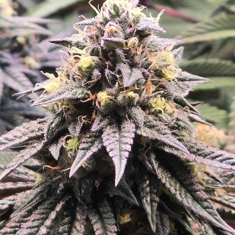 Forbidden Fruit  growlog timeline photo