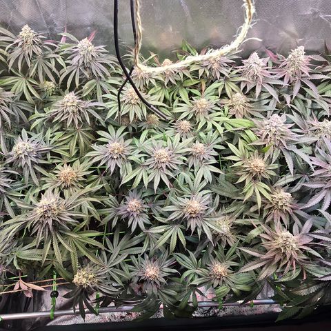 Forbidden Fruit  growlog timeline photo