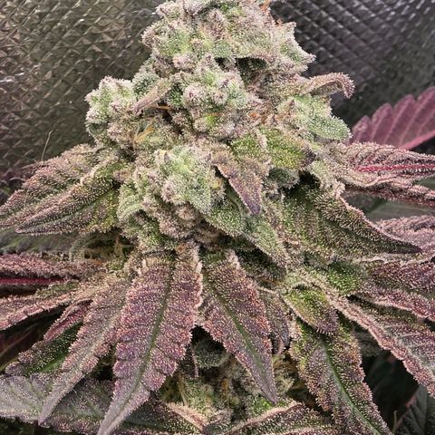 Forbidden Fruit  growlog timeline photo