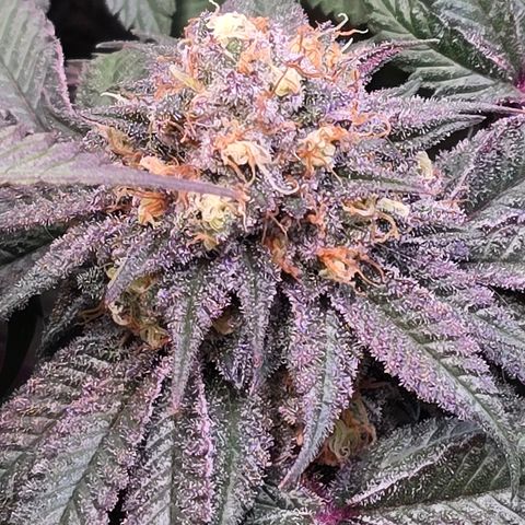 Forbidden Fruit  growlog timeline photo