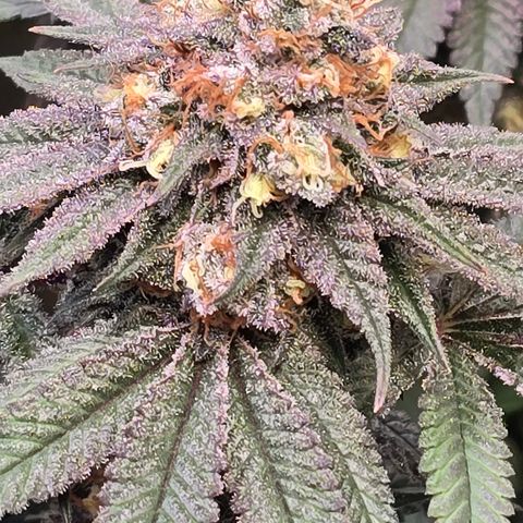 Forbidden Fruit  growlog timeline photo