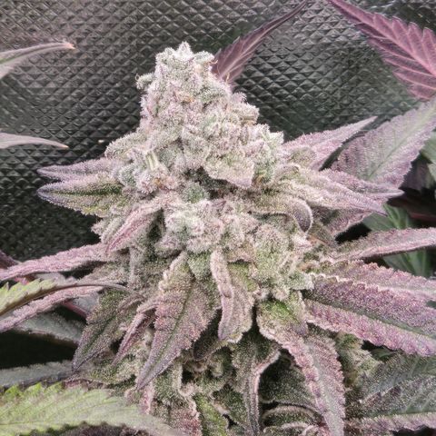 Forbidden Fruit  growlog timeline photo