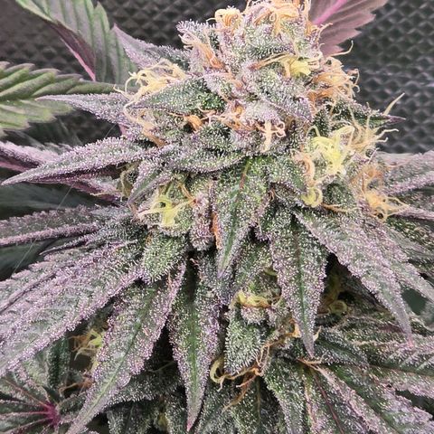 Forbidden Fruit  growlog timeline photo