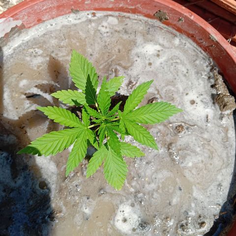 Special Queen #1 growlog timeline photo