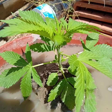 Special Queen #1 growlog timeline photo