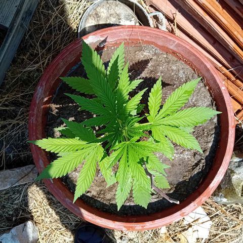 Special Queen #1 growlog timeline photo