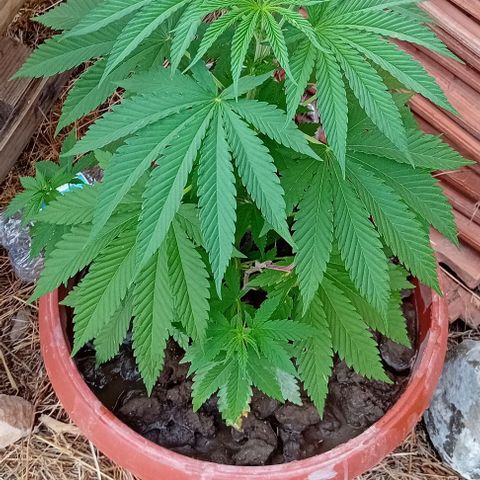 Special Queen #1 growlog timeline photo