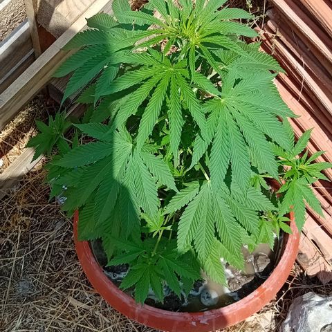Special Queen #1 growlog timeline photo
