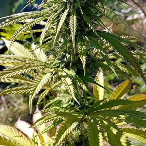 Special Queen #1 growlog timeline photo