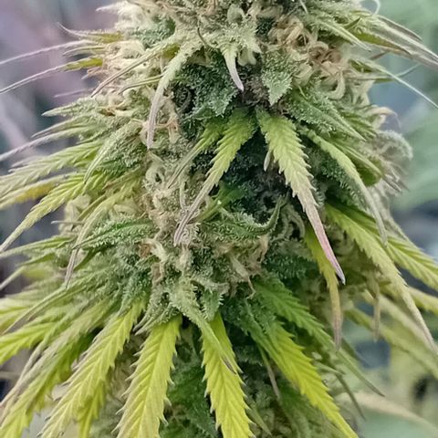 Special Queen #1 growlog timeline photo