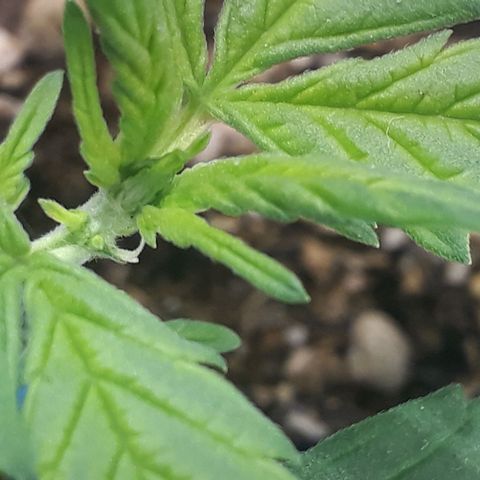 la nena growlog timeline photo