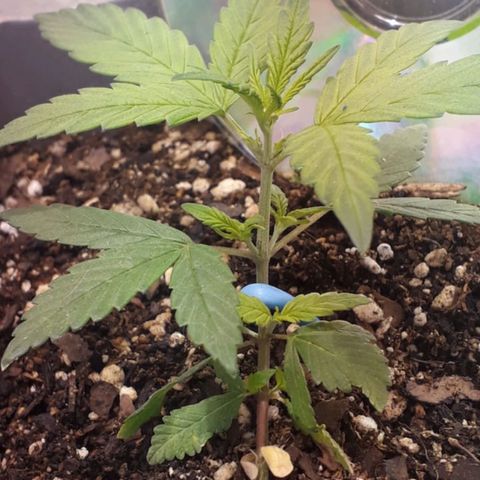 la nena growlog timeline photo