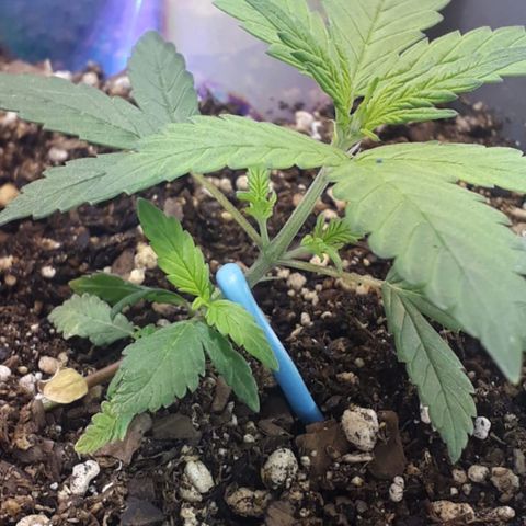 la nena growlog timeline photo