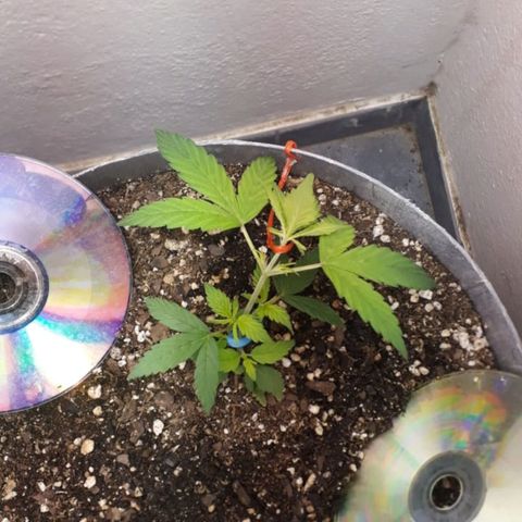 la nena growlog timeline photo
