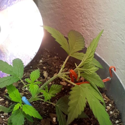 la nena growlog timeline photo