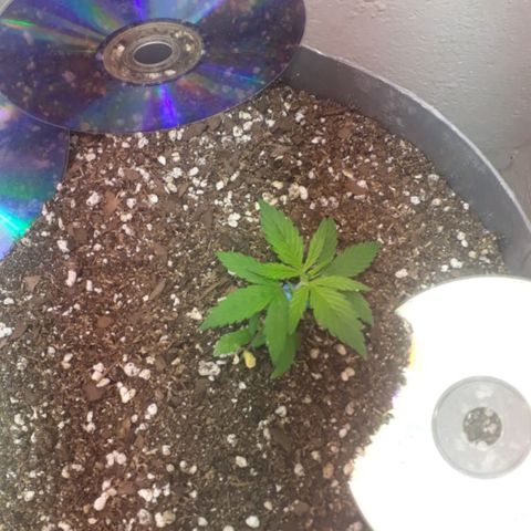 la nena growlog timeline photo