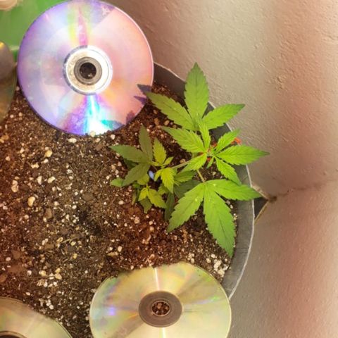 la nena growlog timeline photo