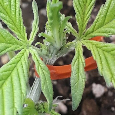 la nena growlog timeline photo