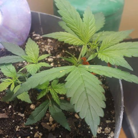 la nena growlog photo: luego de los fertis