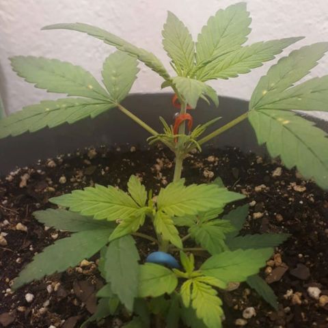 la nena growlog photo: luego de los fertis