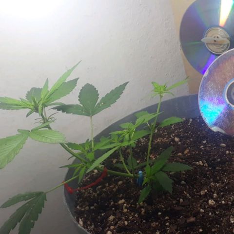 la nena growlog timeline photo