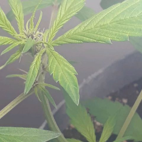 la nena growlog timeline photo