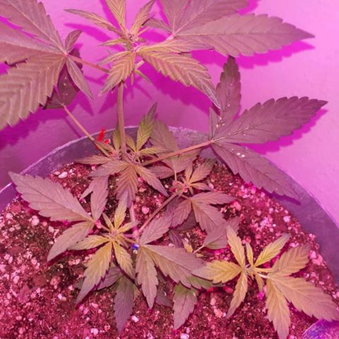la nena growlog timeline photo