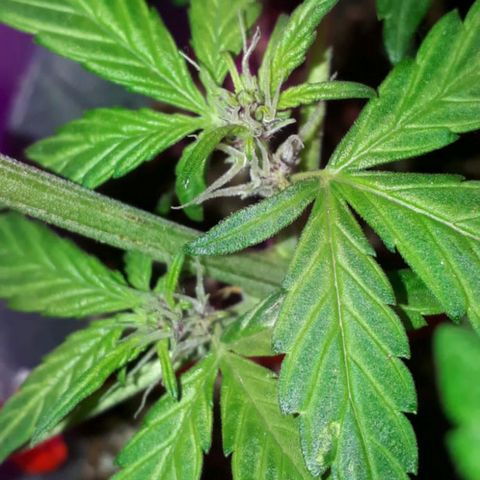 la nena growlog timeline photo
