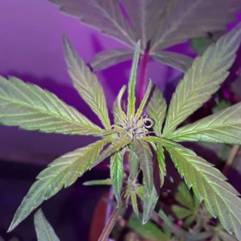 la nena growlog timeline photo