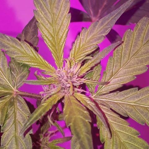 la nena growlog timeline photo