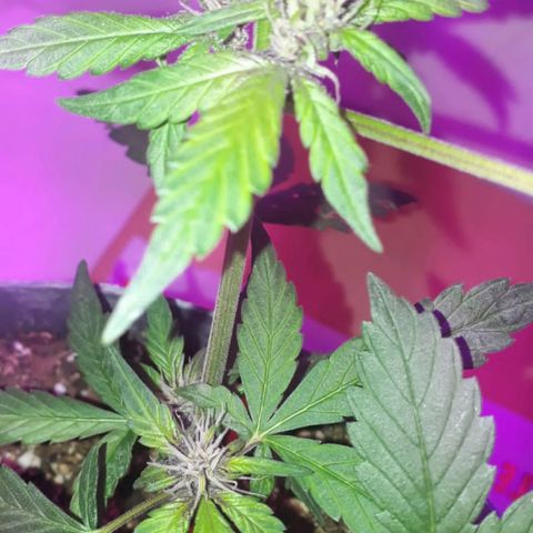 la nena growlog timeline photo