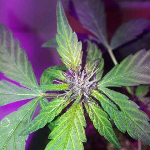 la nena growlog timeline photo