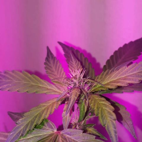 la nena growlog timeline photo