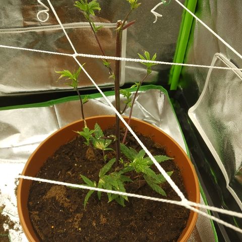 Guptilla growlog photo: 28cm