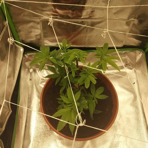 Guptilla growlog timeline photo