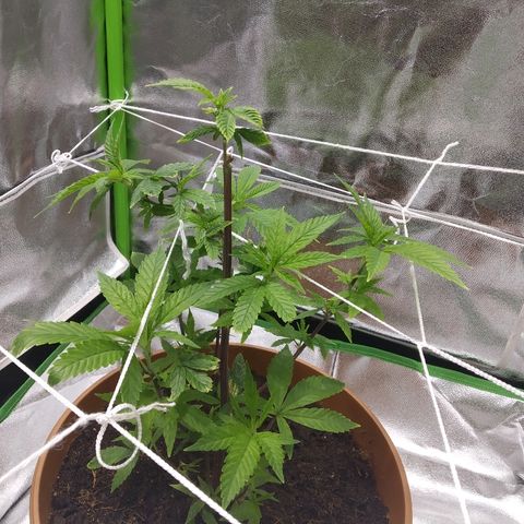 Guptilla growlog timeline photo